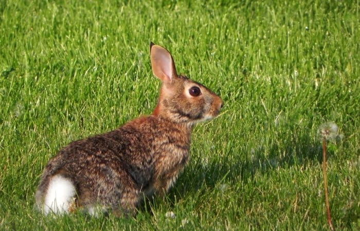 mobile seo chasing rabbit